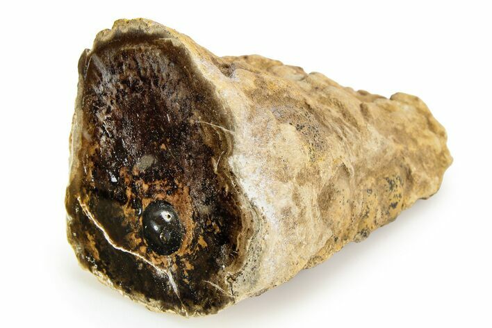 Polished Fossil Stromatolite Colony on Petrified Wood - Utah #351212